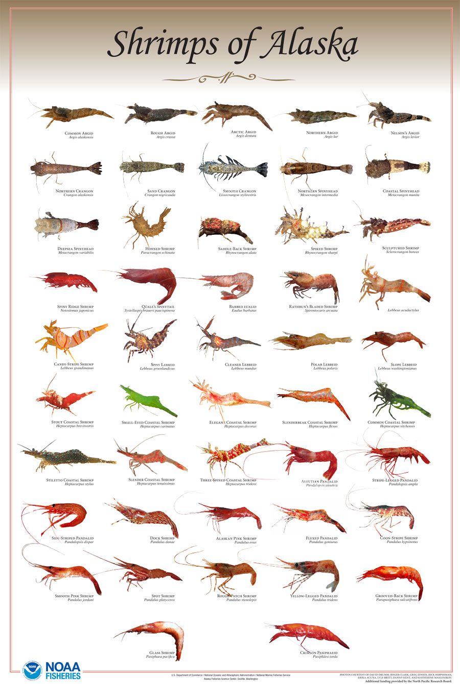 Shrimp Species